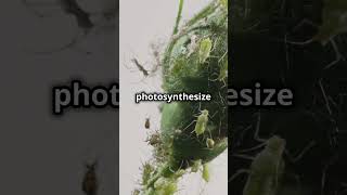 Surprising Creatures That Photosynthesize [upl. by Adnicaj630]