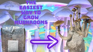 Step 3 Mushroom Grow Bag How To Fruit and harvest [upl. by Oaoj]