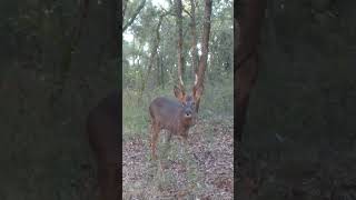 Chevreuil qui savourent tranquillement des glands campark nature chevreuil piegephotodeer [upl. by Oivalf490]