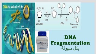 DNA Fragmentation assay Diphenylamine assay بكل سهولة [upl. by Marcelo]