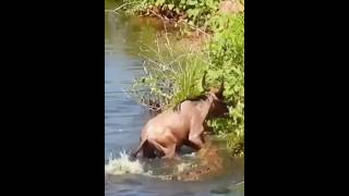 A wildebeest falls into the grip of crocodiles wildebeest crocodile animals [upl. by Weissmann]