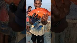 Lal masa golgappamukbang seafoodrecipes fishing koli mumbai [upl. by Nivle]