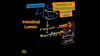 Pancreatic Lipase Metabolism Made Easy [upl. by Neehcas546]