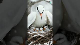 এই পাখি সব পাখি থেকে আলাদা  This bird is different from all birds [upl. by Warwick]