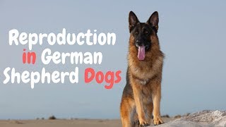 Breeding German Shepherd Dogs  What You Need to Know 2018 [upl. by Kennard]