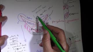 Fascial Spaces and Spread of Dental Infection [upl. by Annairol]