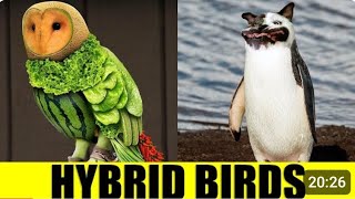 HYBRID BIRDS  Animals That Dont Exist [upl. by Garry]