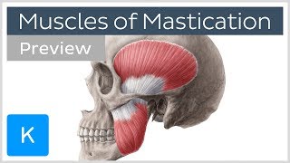 Muscles of mastication preview  Origin insertion functions  Human Anatomy  Kenhub [upl. by Sup255]