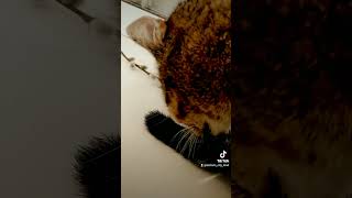 Cute cat film [upl. by Risan]