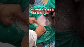 Retention of urine l dr Umar khan [upl. by Ciardap554]