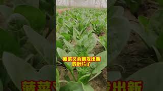 菠菜也可以多茬采收只需要这样做 农业种植 种植小技巧 关注我一起学种菜 自己种的纯天然的绿色蔬菜 菠菜种植 [upl. by Ajup]