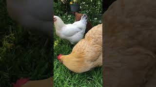 Clarabelle homesteadbythelake916 girls chickens nature [upl. by Inessa]