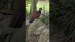 大寶冠鳥Great CurassowTaipei Zoo [upl. by Nelie]