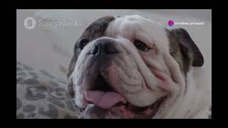 Top 5 cutest dogs [upl. by Anitsua]