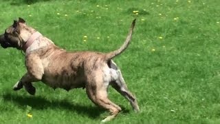 Presa Canario Attacks  Bearclaw Kennels [upl. by Einittirb]