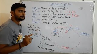 Jasmonic Acid signalling Pathway PhytohormoneCSIR NET in Hindi [upl. by Irahs]