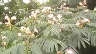 The diverse uses of the mimosa silk tree [upl. by Adnac]