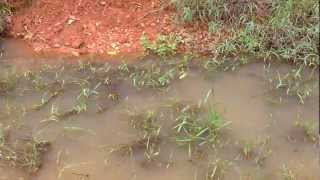 Large swale in action [upl. by Idoc]