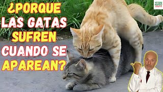 🚨 ¿PORQUE LAS GATAS SUFREN CUANDO SE APAREAN 🚨 [upl. by Calabresi]