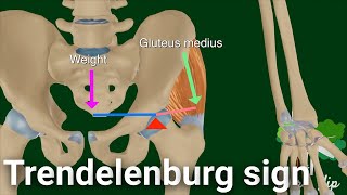 Mechanism of Trendelenburg sign Animated [upl. by Irrahs331]