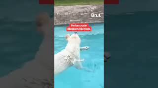 Buster the disobedient lab has gone viral⁣ [upl. by Ztnaj]