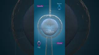 In Vitro Fertilization IVF [upl. by Zechariah587]