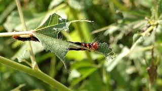 Ramie Caterpillar Eats Ramie Leaf [upl. by Shepley460]