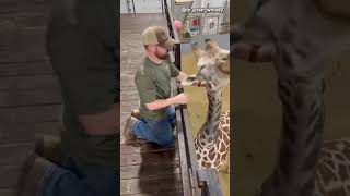 Dr Joren Whitley performs chiropractic adjustment on giraffe [upl. by Atinot]