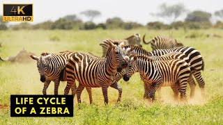 Life Cycle Of A Zebra  Wild Wide Life [upl. by Nwotna276]