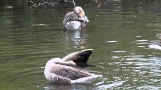 Greylag Geese Bathing and Preening [upl. by Airom553]