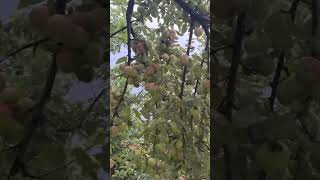 Apple tree viralshort nature [upl. by Almena]