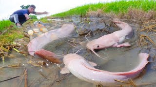 wow thats awesome Fishing  fisherman catch many fish after harvest rice [upl. by Ennovoj321]