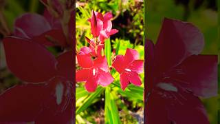 🌱Now blooming Rakta korobi plant scientific name Nerium Oleander Plant🌱 [upl. by Yetac]