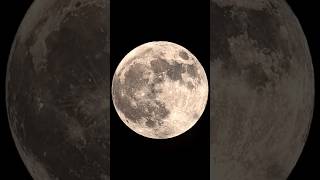 The Full Harvest Moon through my telescope shorts space astronomy fullmoon [upl. by Nylatsyrk617]