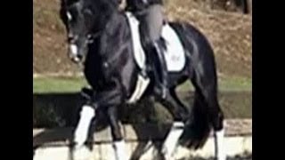 wwwsporthorsesonlinecom 2009 Florencio stallion SOLD [upl. by Ajnot]