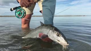 Abaco Lodge Blue Holes amp Badass Bones [upl. by Strephon]