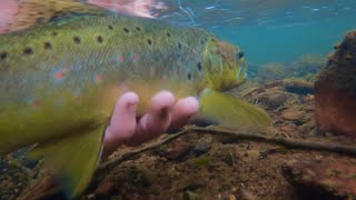 High Country Trout Fishing in Licola Wellington River Day 1 [upl. by Lennon175]