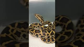 My buddy has some amazing Burmese pythons 🐍 [upl. by Mathe]