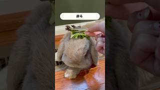 How many pieces of lettuce can I put on my bunny’s head [upl. by Miner]