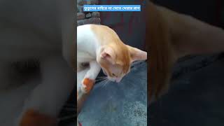 তুতুনের বাইরে না যেতে দেয়ার রাগcat petlover pets love beautiful cat [upl. by Chi]