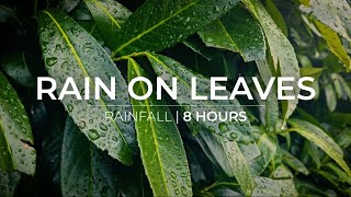 Rain on Leaves  8 Hours of rain falling on leaves  Relaxation Meditation Fall asleep fast [upl. by Taryne]