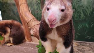 Lunchtime for tree kangaroos [upl. by Mlohsihc4]