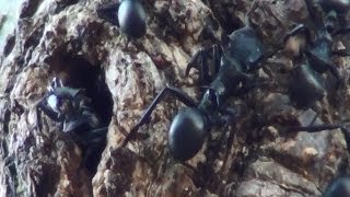 GLIDER ANT GLIDING ANT CEPHALOTES ATRATUS  CEPHALOTES MARGINATUS FORMIGA PLANADORA Tree Ants [upl. by Marnia]