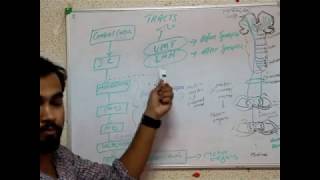 NEUROANATOMY pyramidal and extrapyramidal system [upl. by Owades]