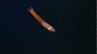 Ghostly critters from the deep sea CIRRATE OCTOPUS [upl. by Aay301]