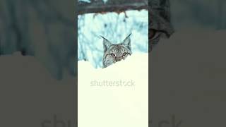 Bobcat 🐱 bobcat animal nature naturekingdom short shorts viralshort subscribe [upl. by Mccahill]