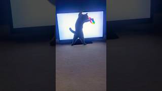 Worm makes kitty hyper 📺 🪱 🐈 cat tv games worm funny [upl. by Burrill165]