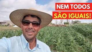 Não Plante Milho Sem Antes Ver Este Vídeo Dicas FUNDAMENTAIS Todos os Milhos São Iguais [upl. by Adanar]