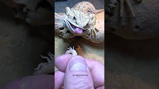 Bearded Dragon feeling hungry [upl. by Jennee]