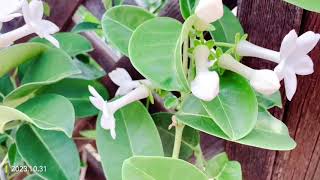 Madagascar Jasmine stephanotis produces large inedible mangoshaped fruits 20231031 [upl. by Aikal]